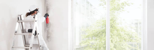 Best Basement Mold Removal  in Mango, FL